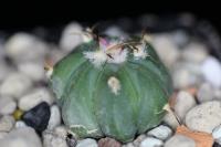 Echinocactus horizonthalonius-Las-Tablas
